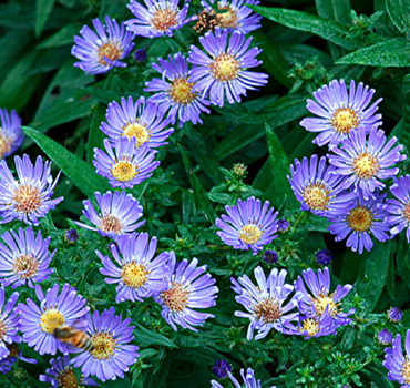 Garden Nursery in Ahmedabad