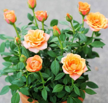 Garden Nursery in Ahmedabad