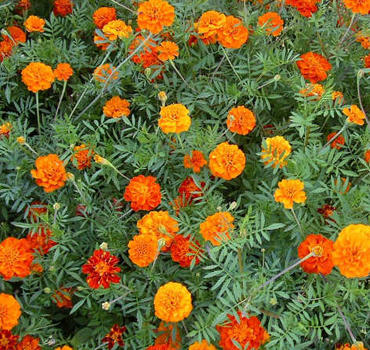 Garden Nursery in Ahmedabad