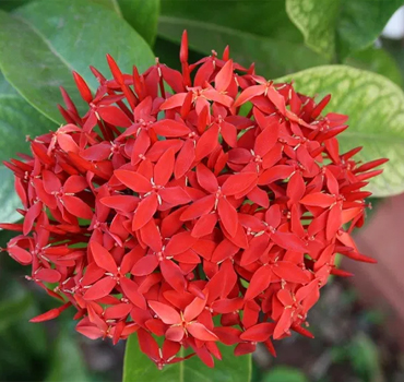 Garden Nursery in Ahmedabad