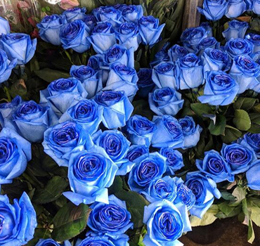 Garden Nursery in Ahmedabad