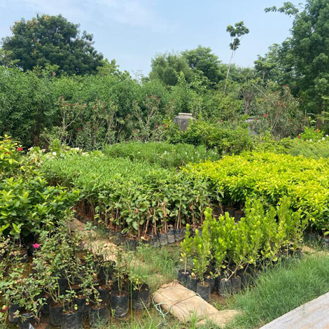 Best plant nursery in Ahmedabad